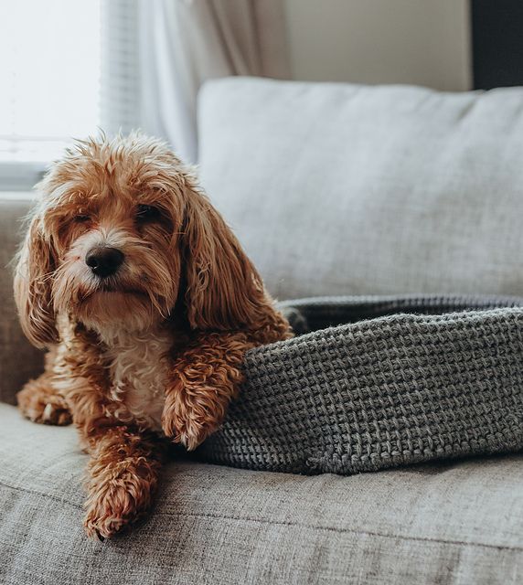 Pinwheel Pet Bed