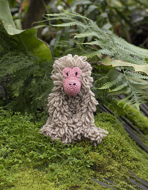 Kimberley the Japanese Macaque