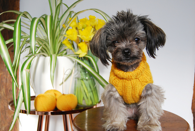 Roll Neck Dog Jumper