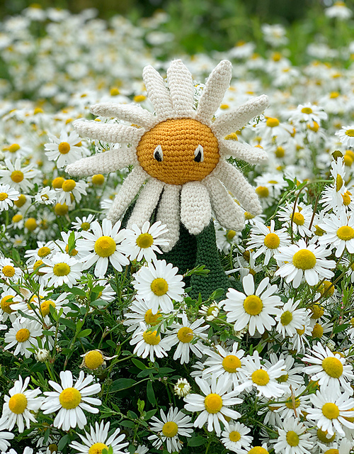 Daisy