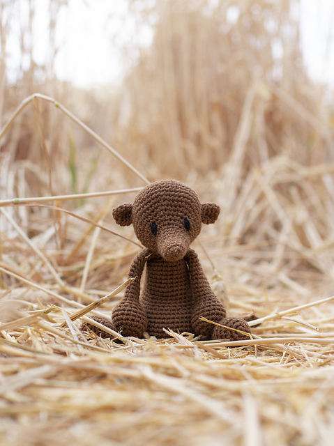 Helen the Pygmy Shrew
