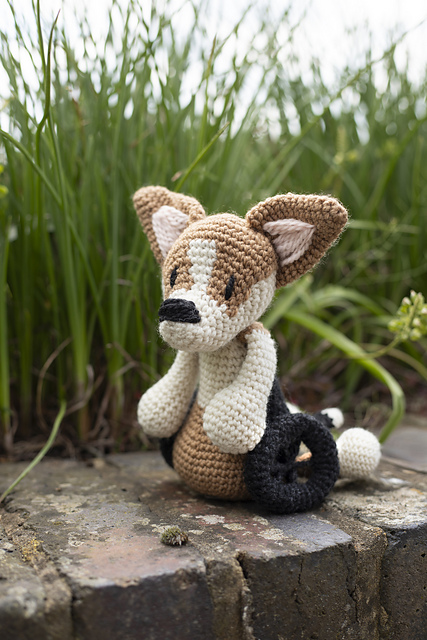Morus the Corgi