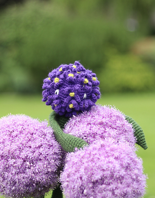 Allium