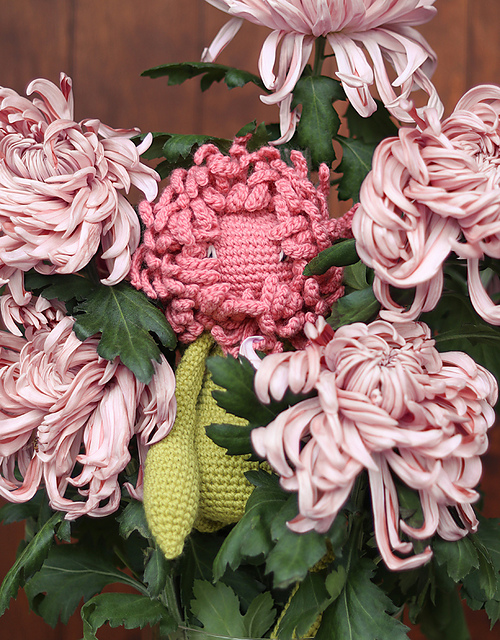 Chrysanthemum