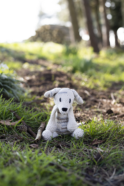 Gemma the Whippet