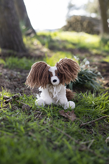 Maddison the Papillon