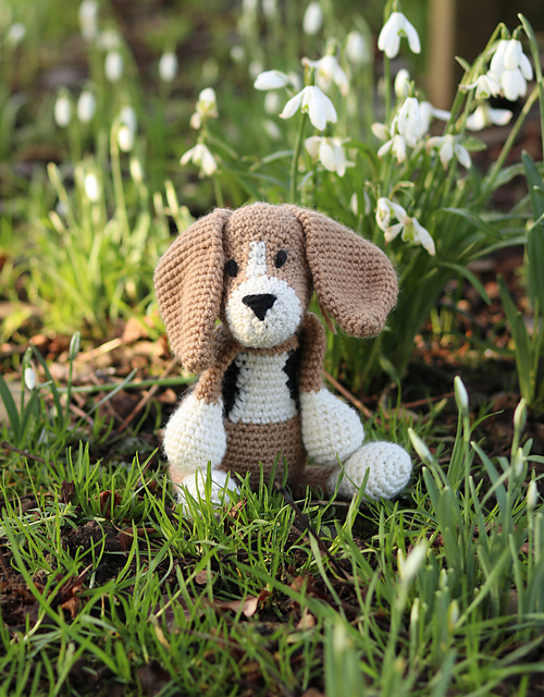 Lola the Beagle