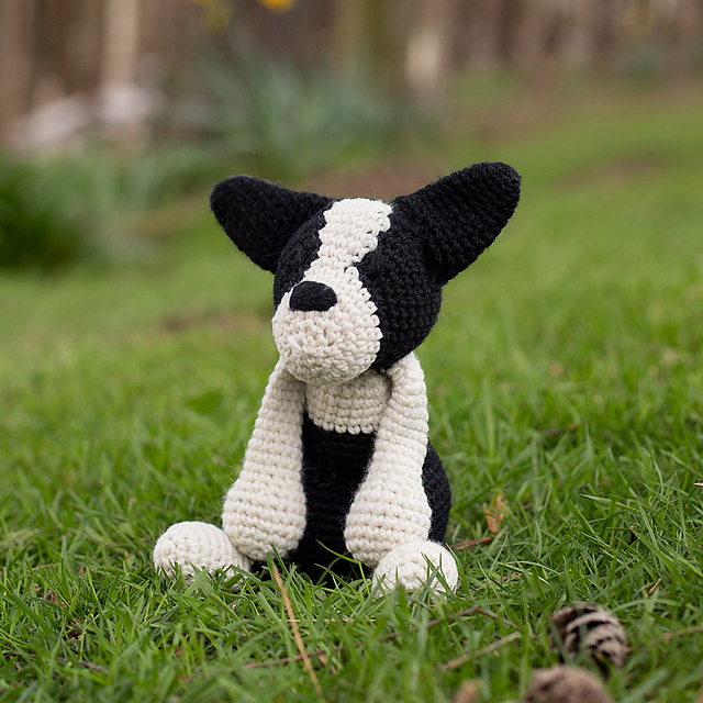 Barney the Boston Terrier
