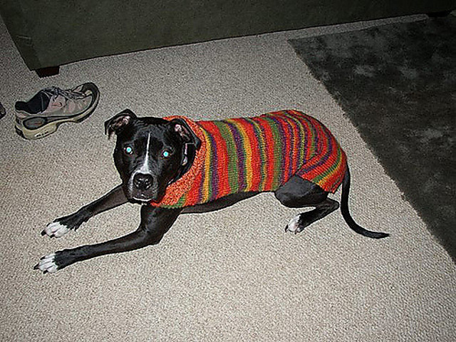 Puppy Panache