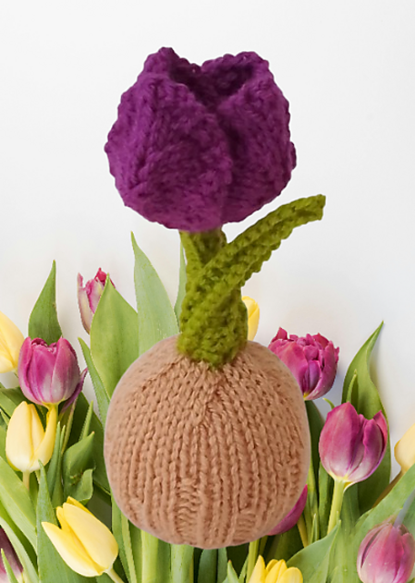 Tulip Chocolate Orange Cosy