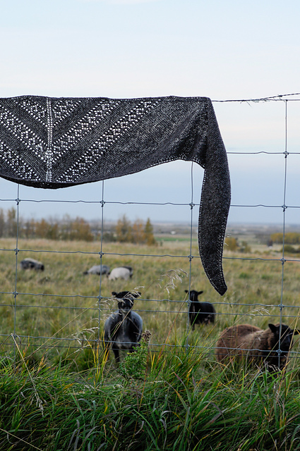 Wool and Wing