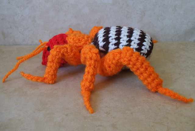 Jerusalem Cricket