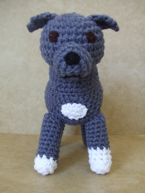 American Pit Bull Terrier