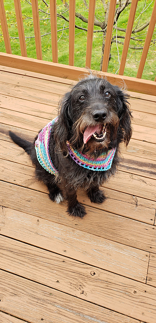 Kevin's Pretty Simple Pet Sweater