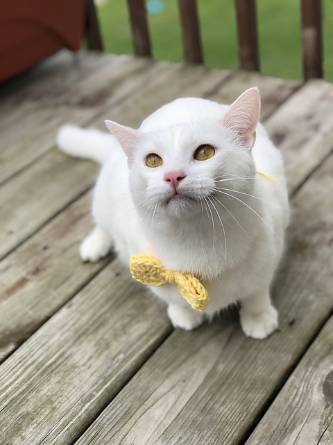 Pretty Pet Bow