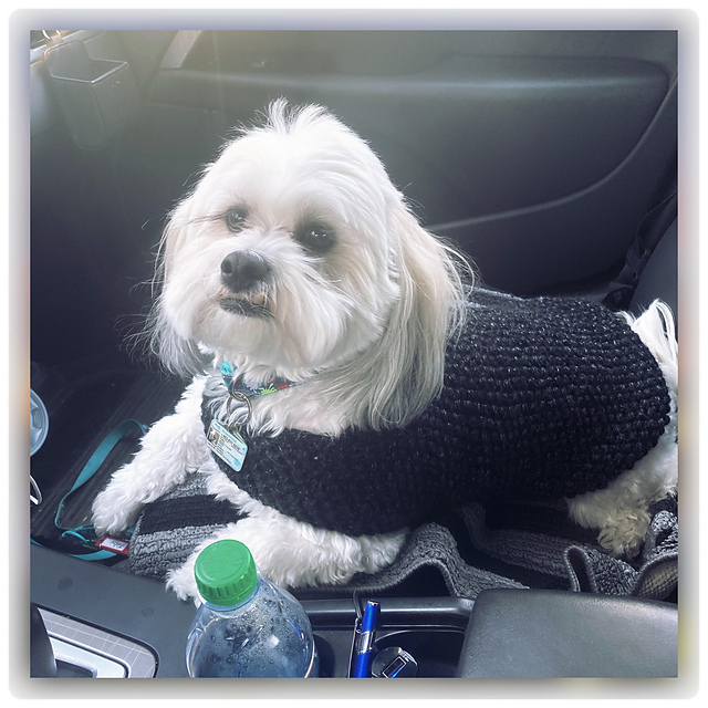 PT005 Pupper Coat
