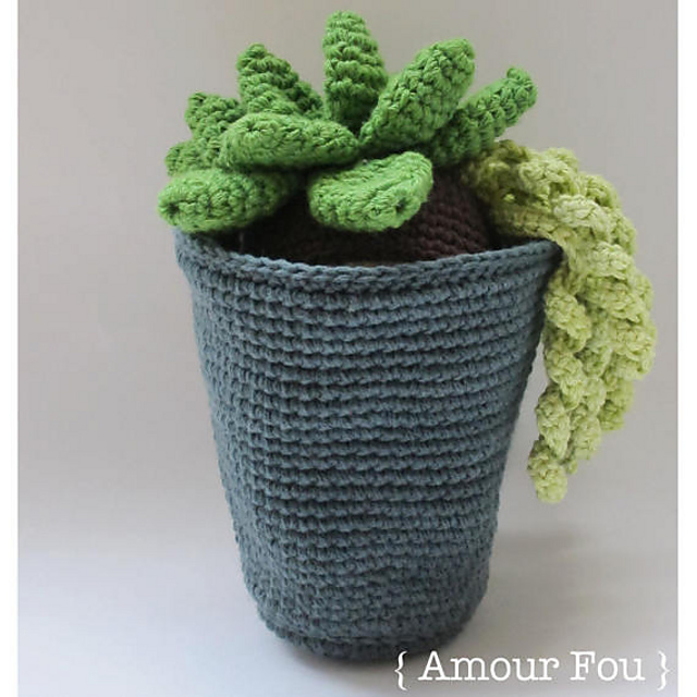 Flora The Succulent