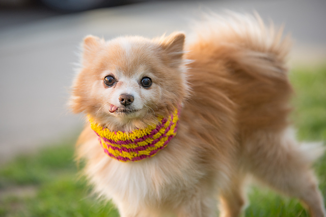 Festive Fur Cowl