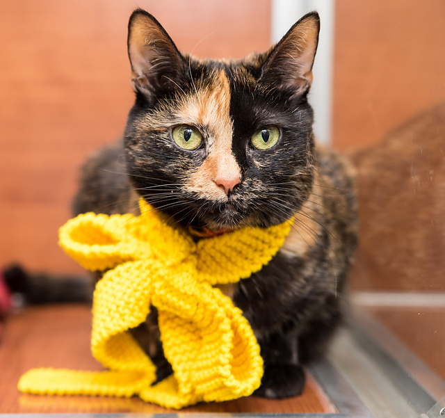 Furever Home Bow