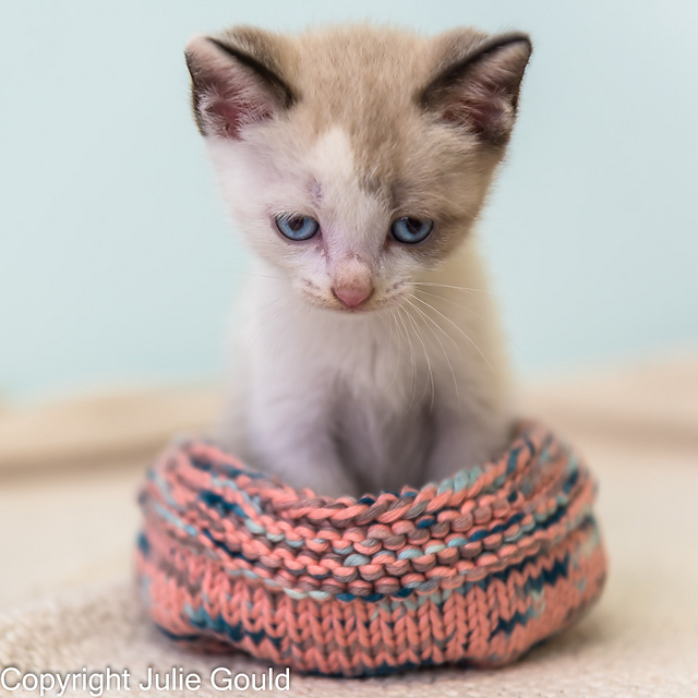 Shelter Kitten and Wildlife Cozy