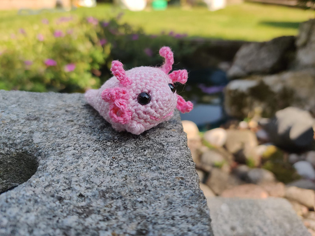 Small axolotl