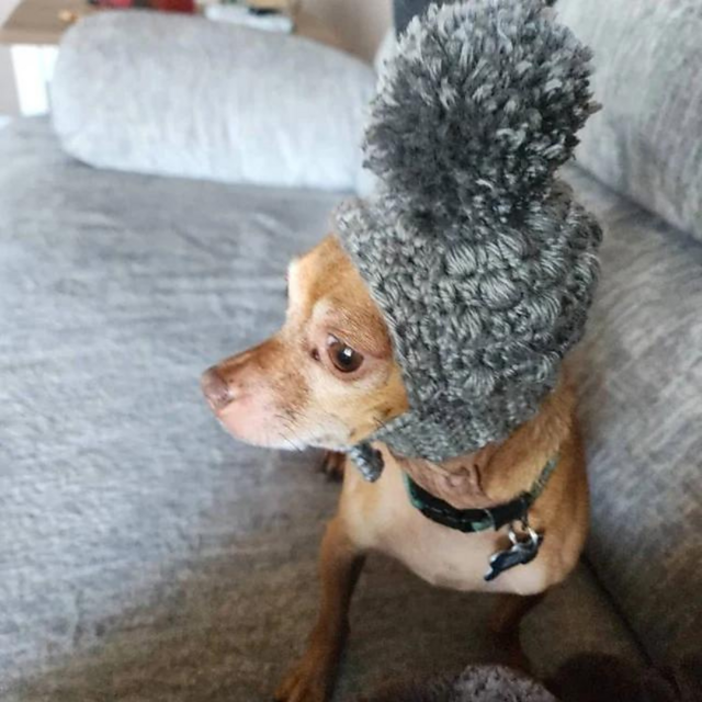 Puff Stitch Dog Hat