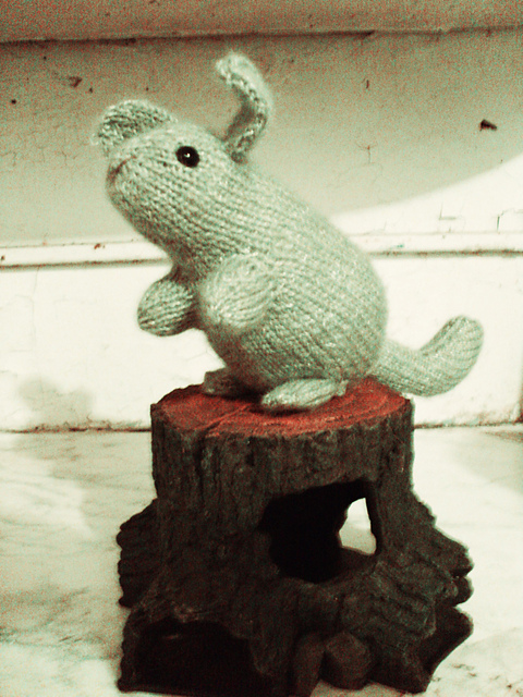 Houdini the Chinchilla