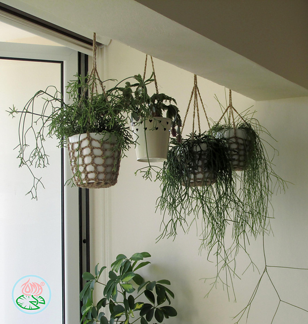 Hanging Plant Pot Holder