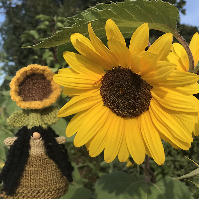 Sunflower Season