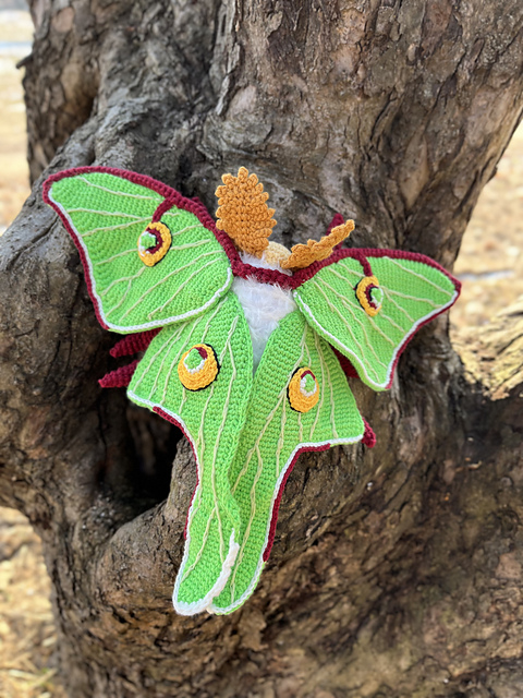 Luna Moth