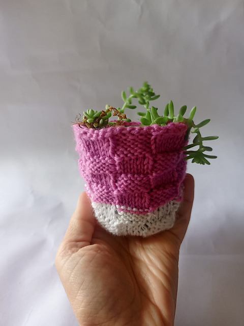 Bakers Basket Plant