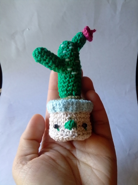 Cactus plant