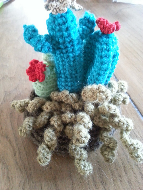 Cactus en pot