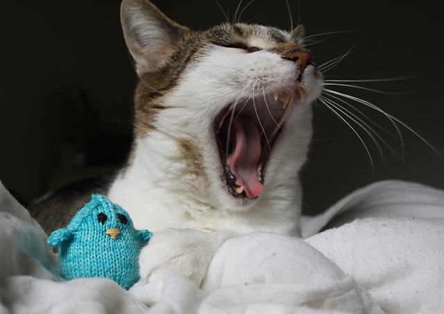 Rocky's Bluebird of Happiness