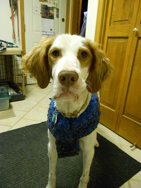 Shelley Dog Cowl Scarf