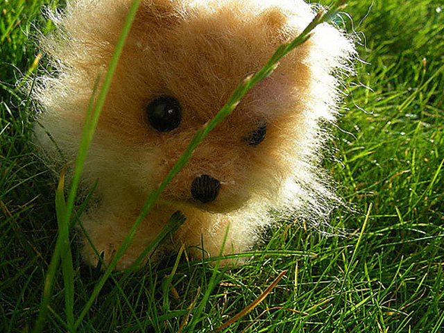 Pomeranian