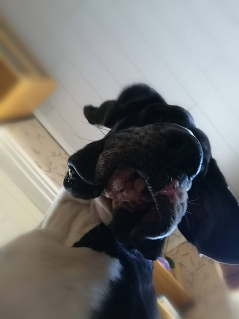 Great Dane