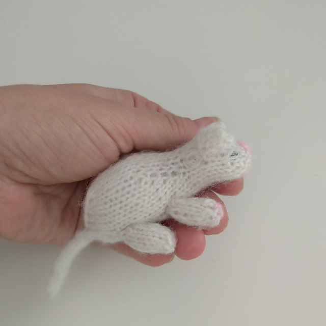 Tiny cat
