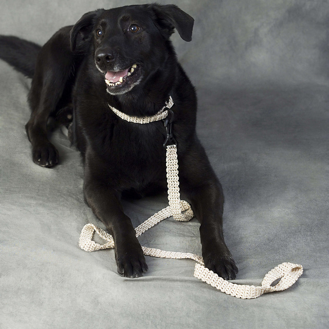Dog Leash & Collar