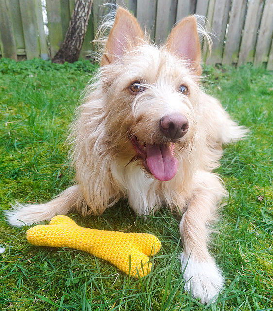 Dog toy