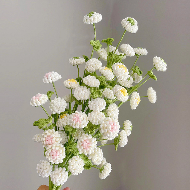 Trifolium Pratense