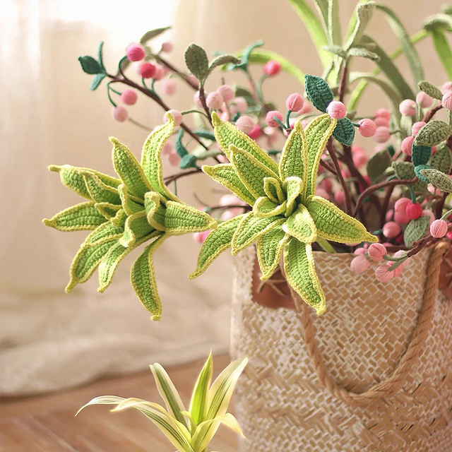 Dracaena reflexa