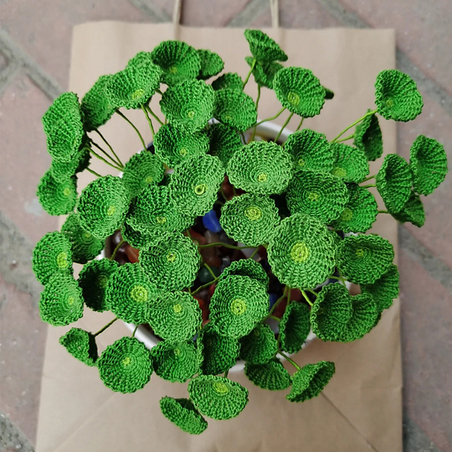 Whorled Umbrella Plant