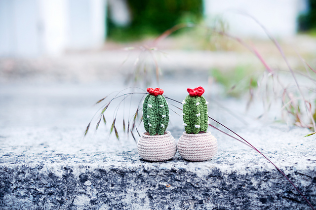 Cactus in a pot