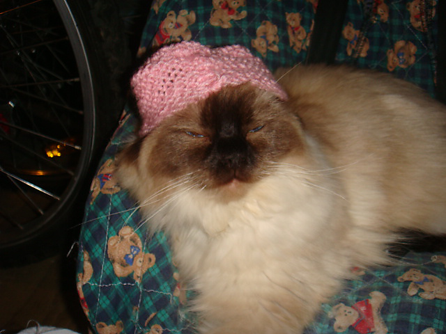 Cat Hat