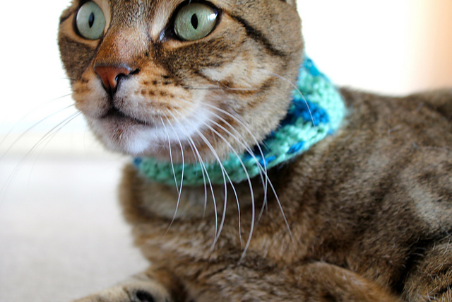 Meoztec Cat Cowl