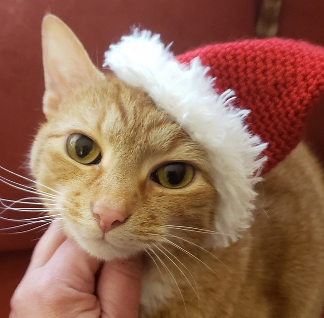 Kitty Santa Hat
