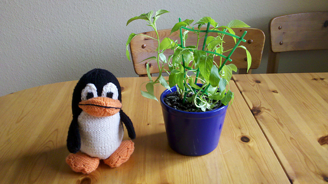 Stricktux