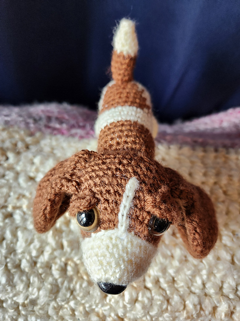 Basset hound puppy