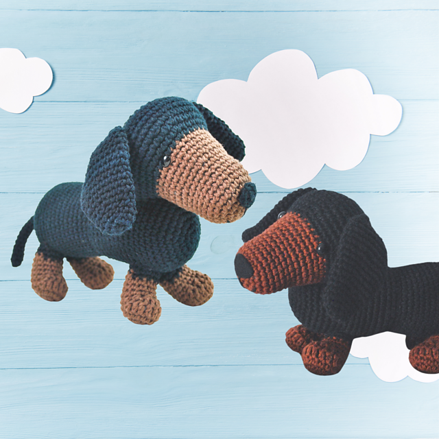 Dachshund